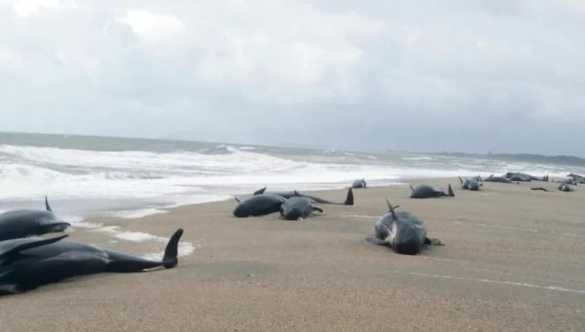 477 stranded whales die off New Zealand : NPR