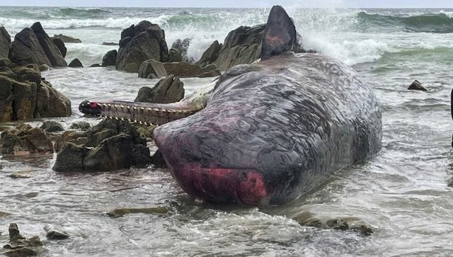 mass stranding in Australia 