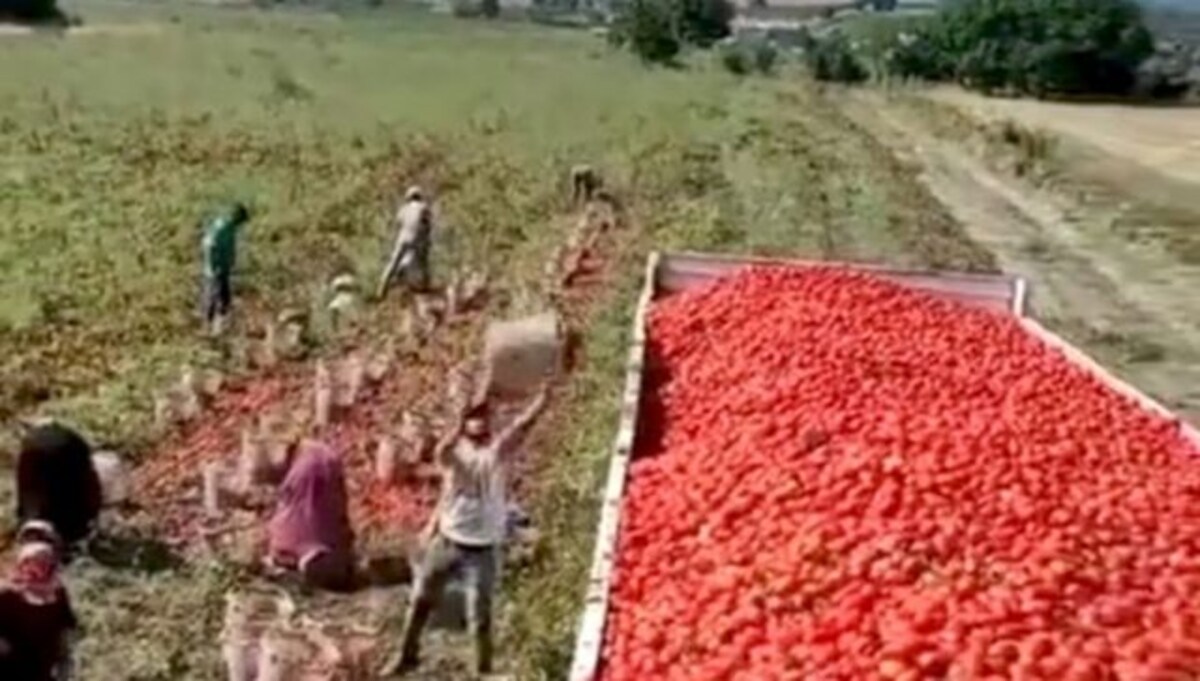Viral video shows man throwing baskets of tomatoes into a truck