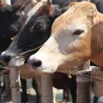 5 arrested for smuggling 2,200 kg beef from Bengaluru to Goa