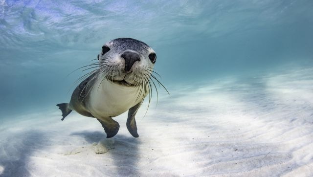 Dive in! The beauty of the deep blue sea comes to life - Photos News ...