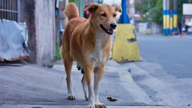 Seven-month-old dies after stray dog mauls child, tears out his intestines in Noida society Seven-month-old dies after stray dog mauls child, tears out his intestines in Noida society