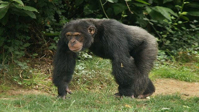 Viral video: Mother chimpanzee's reunion with her newborn will leave you emotional