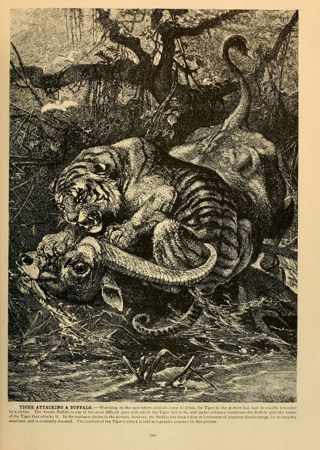 Sketch of a tiger killing buffalo. Image courtesy Wikimedia Commons