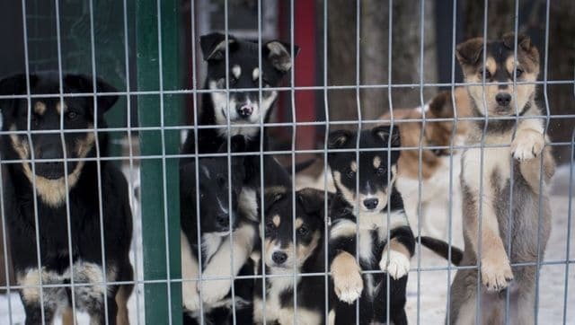 In China, stray dogs are being poisoned by TB medicine