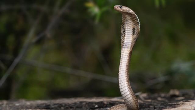 Snake on a plane: Highly venomous cobra found under pilot's seat, World  News