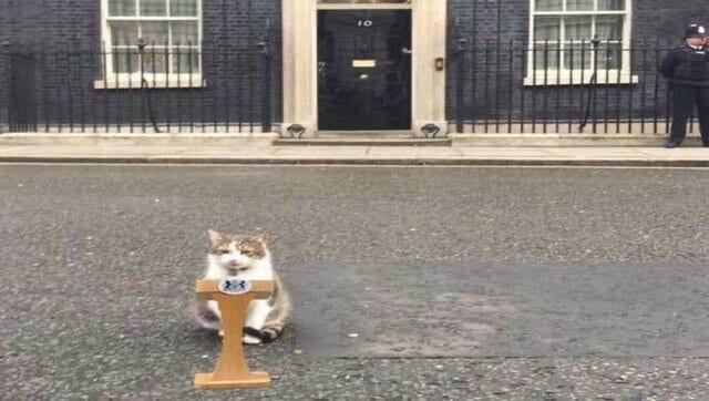 Larry The Cat S Funny Answers To Questions On New UK PM Check Tweet   Larry 