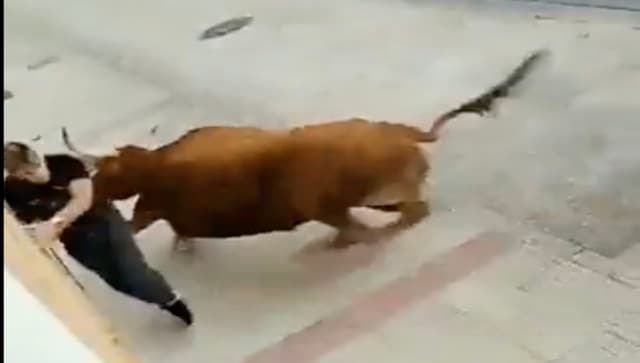 Viral video: Man narrowly escapes fatal attacks during terrifying bull race; internet stunned