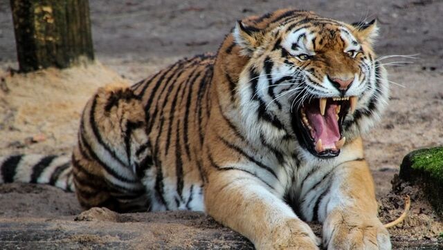 'Golden Tiger' spotted for the first time in 2023 at Assam's Kaziranga National Park; watch