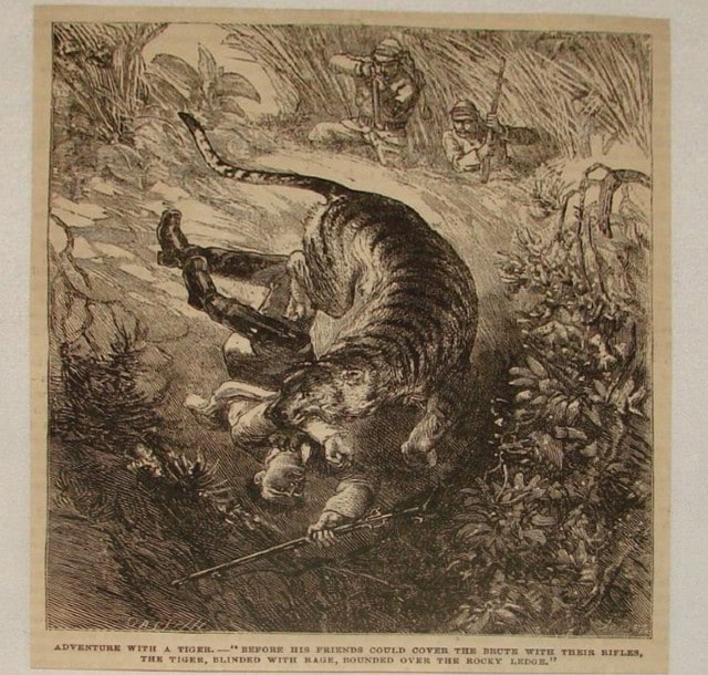 Representational image of a tiger attacking a person. Image courtesy Wikimedia Commons