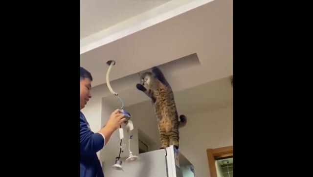 Watch: Cat helps electrician in adorable video, internet calls it 'electricatian' Watch: Cat helps electrician in adorable video, internet calls it 'electricatian'