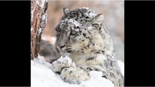 Watch: IFS officer shares stunning clip of a snow leopard, internet in awe
