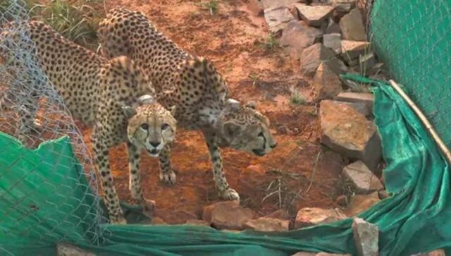 Why the first kill of two cheetahs in Madhya Pradesh’s Kuno is significant Why the first kill of two cheetahs in Madhya Pradesh’s Kuno is significant