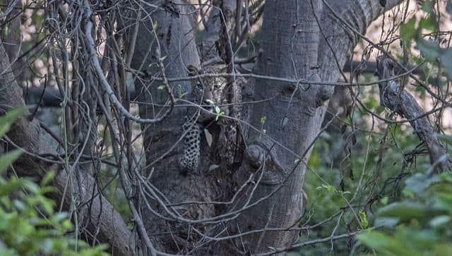 leopard in aarey