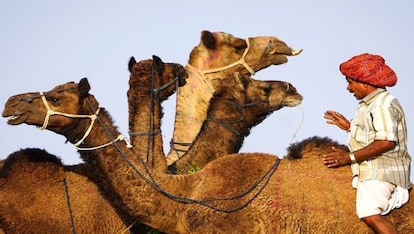Want to buy a camel? Rajasthan's Pushkar Fair is where you need to be -  Photos News , Firstpost