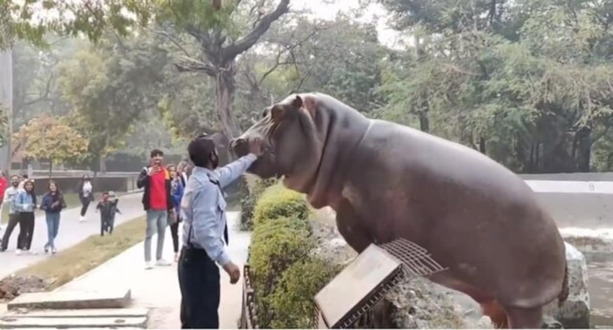 Giant hippo tries to climb out of zoo enclosure; brave security guard pushes him back