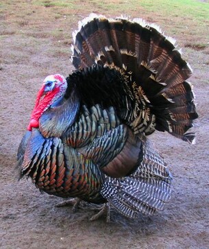 Turkey bird shows excellent leadership skill to help his flock cross busy road; Harsh Goenka reacts Turkey bird shows excellent leadership skill to help his flock cross busy road; Harsh Goenka reacts