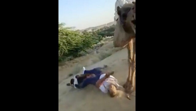 Viral video: Camel ride goes hilariously wrong for two men Viral video: Camel ride goes hilariously wrong for two men