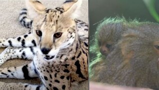 France: Four arrested for smuggling endangered animals: Servals, parrots,  marmosets rescued