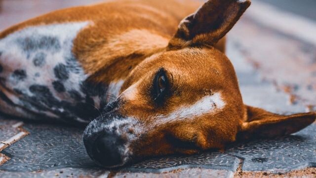 UK: Animal shelters 'overwhelmed' as people abandoning pets amid living crisis