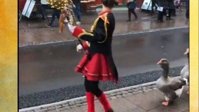 Watch video: This goose parade in Denmark will make your day Watch video: This goose parade in Denmark will make your day