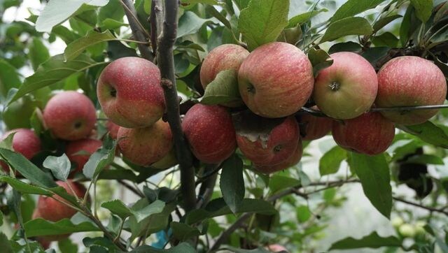 Washington lawmakers seek removal of tariffs on American apples imported by India Washington lawmakers seek removal of tariffs on American apples imported by India