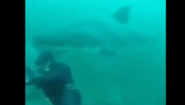 Watch: Scary encounter between diver and shark under seawater terrifies internet Watch: Scary encounter between diver and shark under seawater terrifies internet