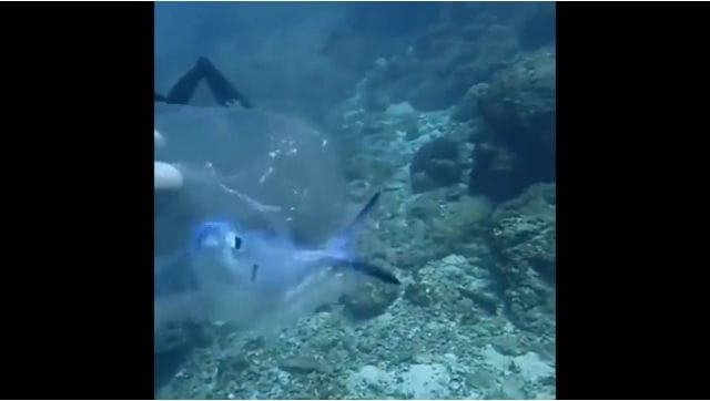 Viral video: Scuba diver rescues trapped fish from plastic bag under the ocean