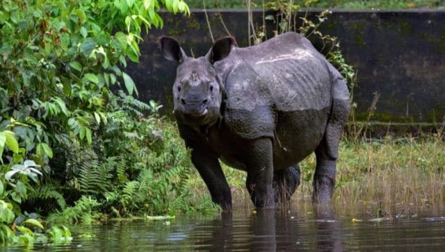 PM hails Assam's effort to stop rhino poaching