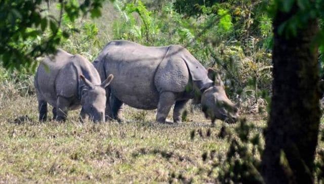 PM hails Assam's effort to stop rhino poaching