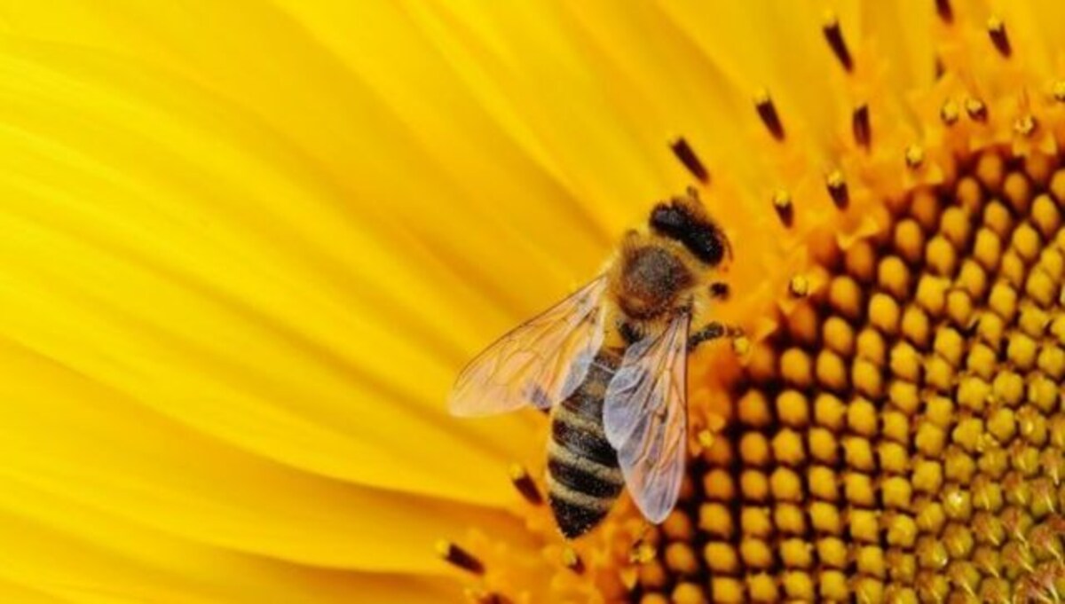 World's first honey bee vaccine, not a cure-all says beekeeper