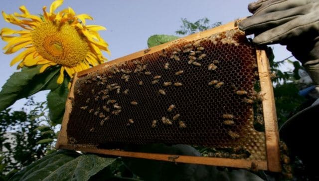 US approves worlds first vaccine for honeybees Why is it needed