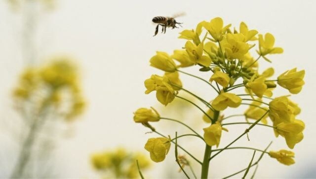 US approves worlds first vaccine for honeybees Why is it needed