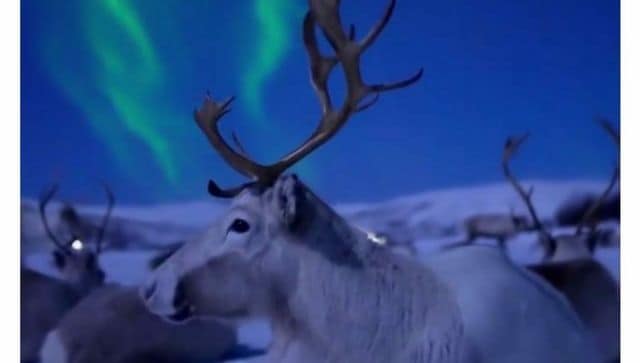 Watch Video: Reindeer herd sitting under sky illuminated by Aurora Borealis fills internet with awe