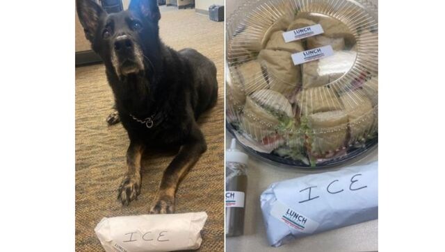 US police probes K-9 charged of stealing colleague's lunch'; dog's photo goes viral