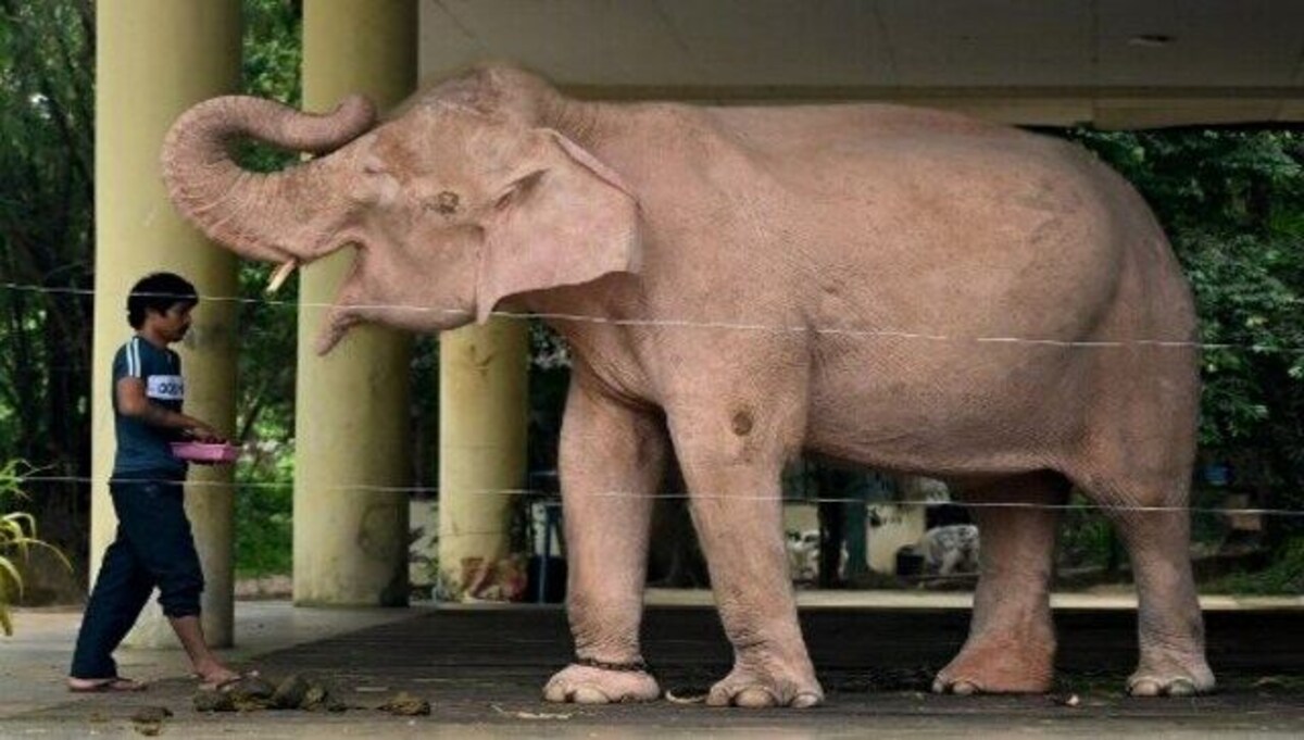 Rare white elephants treasured in Myanmar