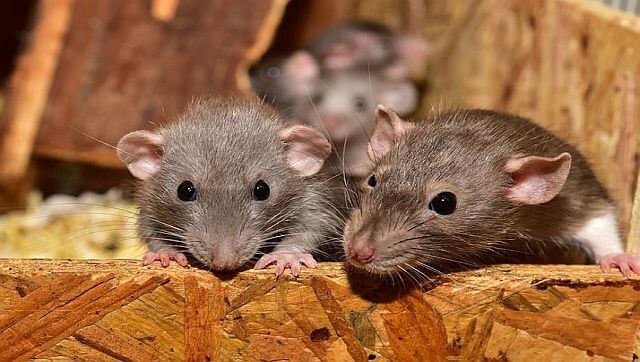 Did rats not lead to the Black Death that killed millions in Europe? Did rats not lead to the Black Death that killed millions in Europe?