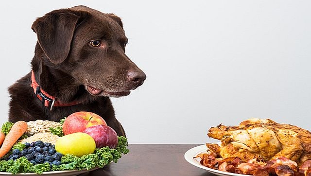 Explained Is it time for your dog or cat to turn vegan
