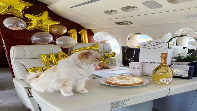 Taylor Swift's cat is worth Rs 800 crore: Just how do pets become Richie  Rich? – Firstpost