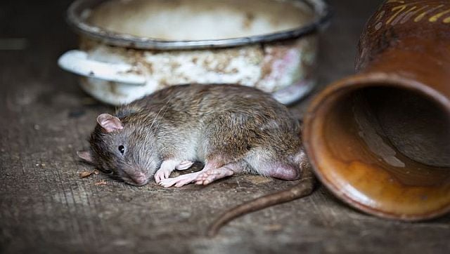 Did rats not lead to the Black Death that killed millions in Europe