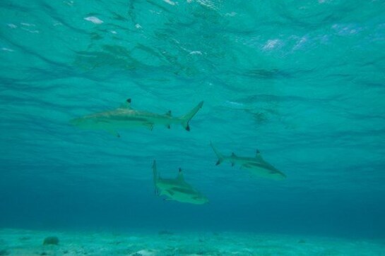Two-thirds of reef sharks and rays risk extinction: study Two-thirds of reef sharks and rays risk extinction: study