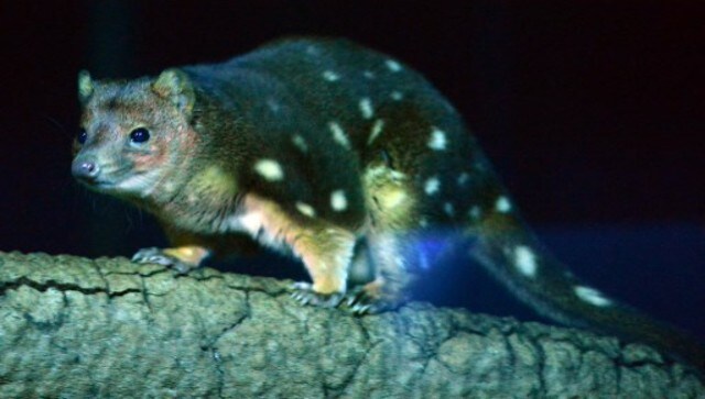 Explained: How these endangered Australian animals could be mating themselves to death Explained: How these endangered Australian animals could be mating themselves to death