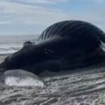Viral video: 41-feet-long humpback whale washes ashore New York beach