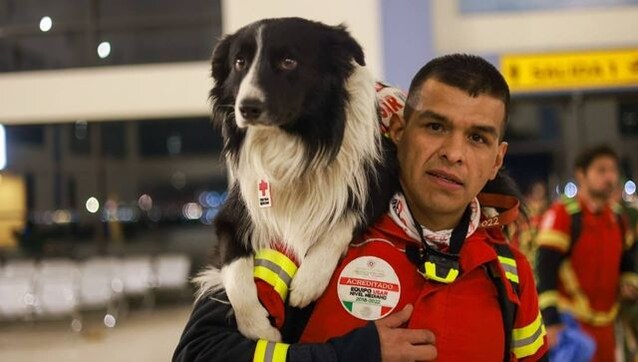 Dogs are being sent to Turkey and Syria after the earthquake. How will they help?