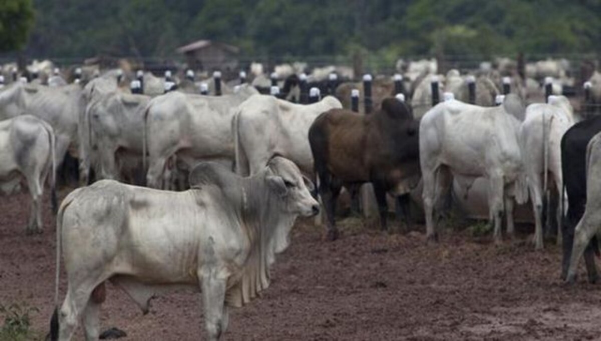 Celebrate 14 Februrary as 'Cow Hug Day,' says Animal Welfare Board of India Celebrate 14 Februrary as 'Cow Hug Day,' says Animal Welfare Board of India