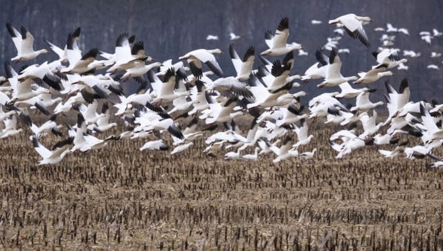 bird flu outbreak 