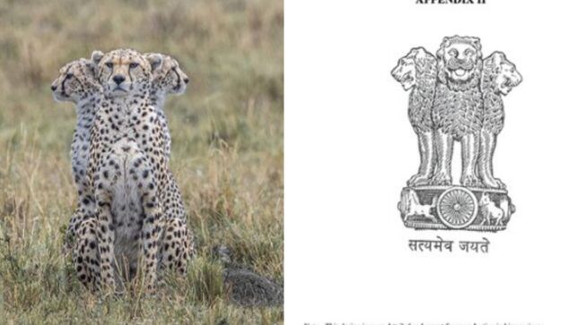 'Practising for India trip': Users react to old photo of 'cheetah trinity' resembling national emblem
