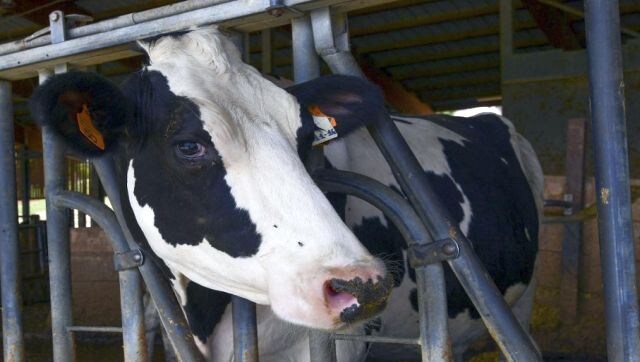 An average cow produces 10.8 tonnes of milk a year. Now, comes China’s cloned super cows which can give 18 tonnes An average cow produces 10.8 tonnes of milk a year. Now, comes China’s cloned super cows which can give 18 tonnes