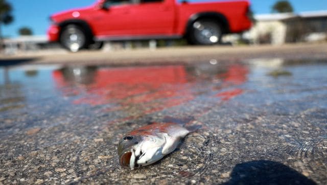 Raining Fish Why An Australian Town Experienced Fish Falling From The 