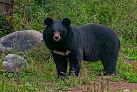 black bear pet